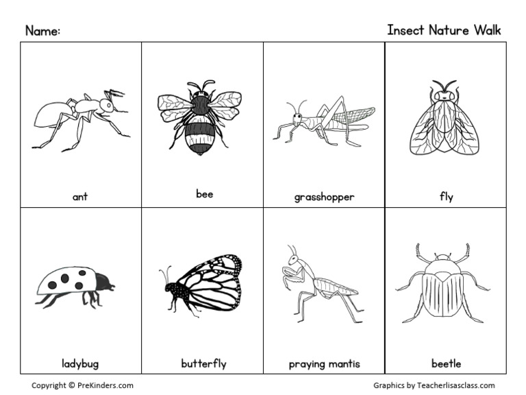 Insect Nature Walk for Kids | PDF