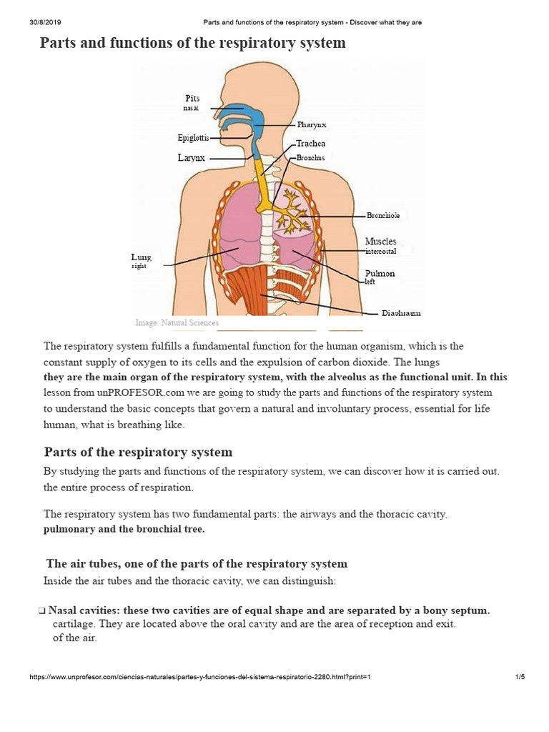 Respiratory System Parts and Functions | PDF | Respiratory Tract ...