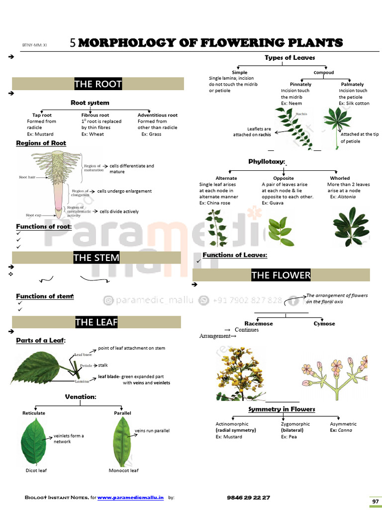 Morphology of Flowering Plants Guide | PDF | Leaf | Petal