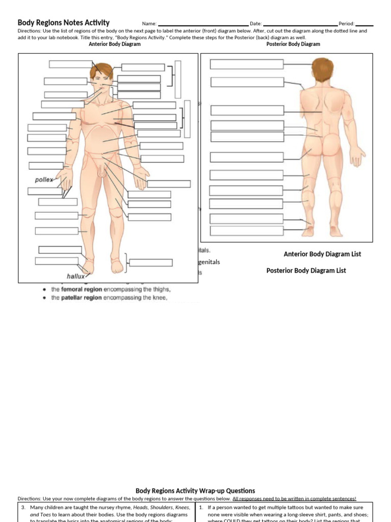 Body Regions Activity Guide | PDF
