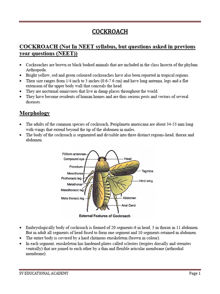 Cockroach Anatomy and Morphology Guide | PDF | Human Digestive System ...