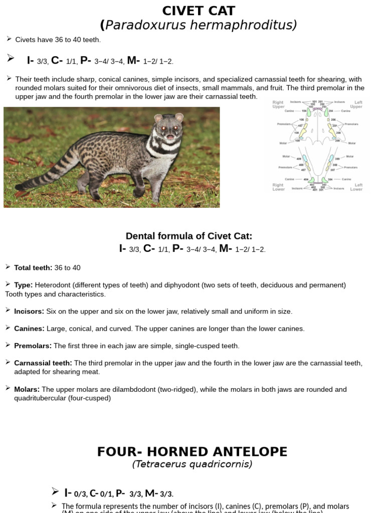 Dental Anatomy of Civet, Antelope, and Dhole | PDF | Tooth | Dental Anatomy