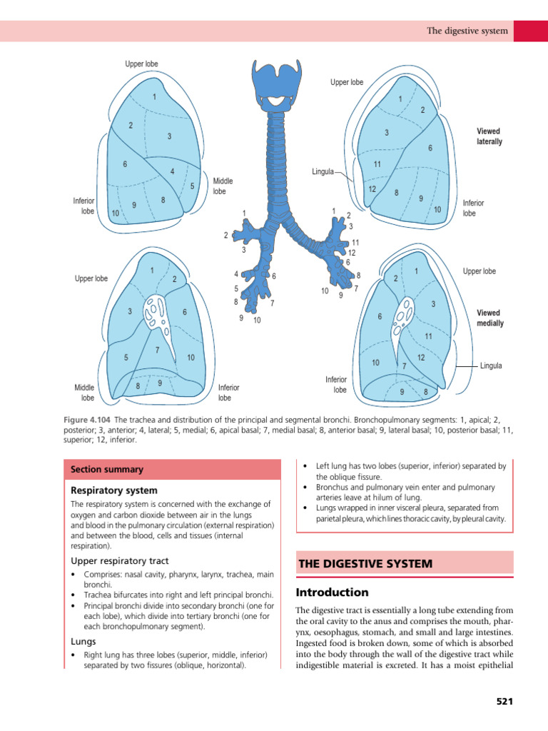 Respiratory and Digestive System Overview | PDF | Lung | Tongue