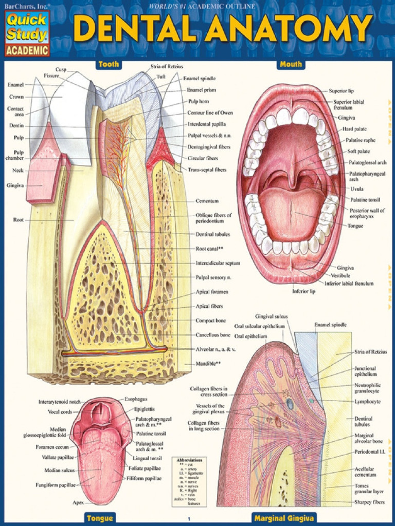 Dental Anatomy Chart 1 | PDF