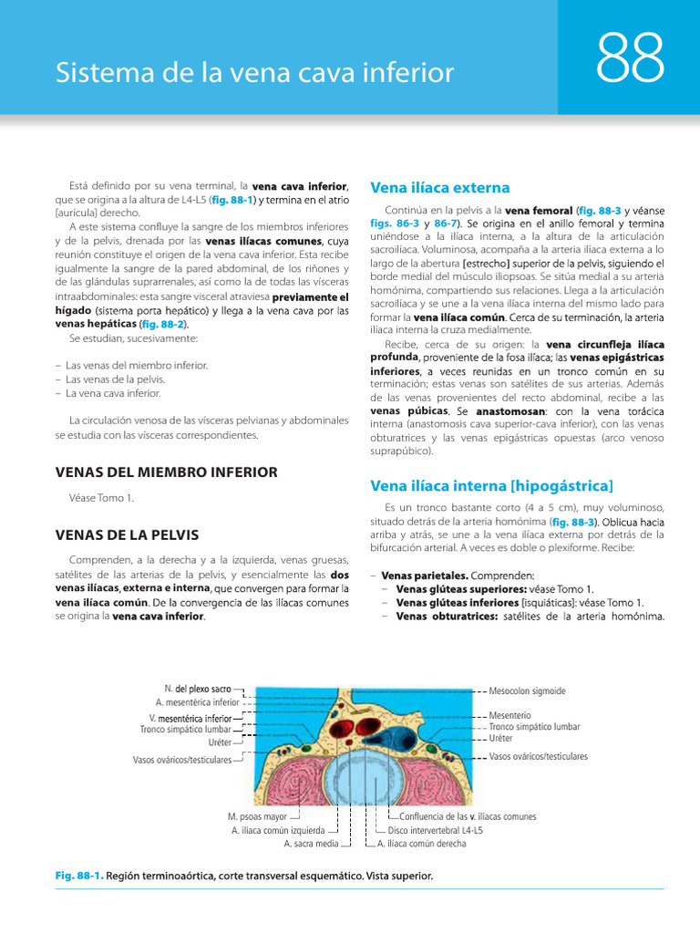 Vena Cava Inferior | PDF | Abdomen | Vena