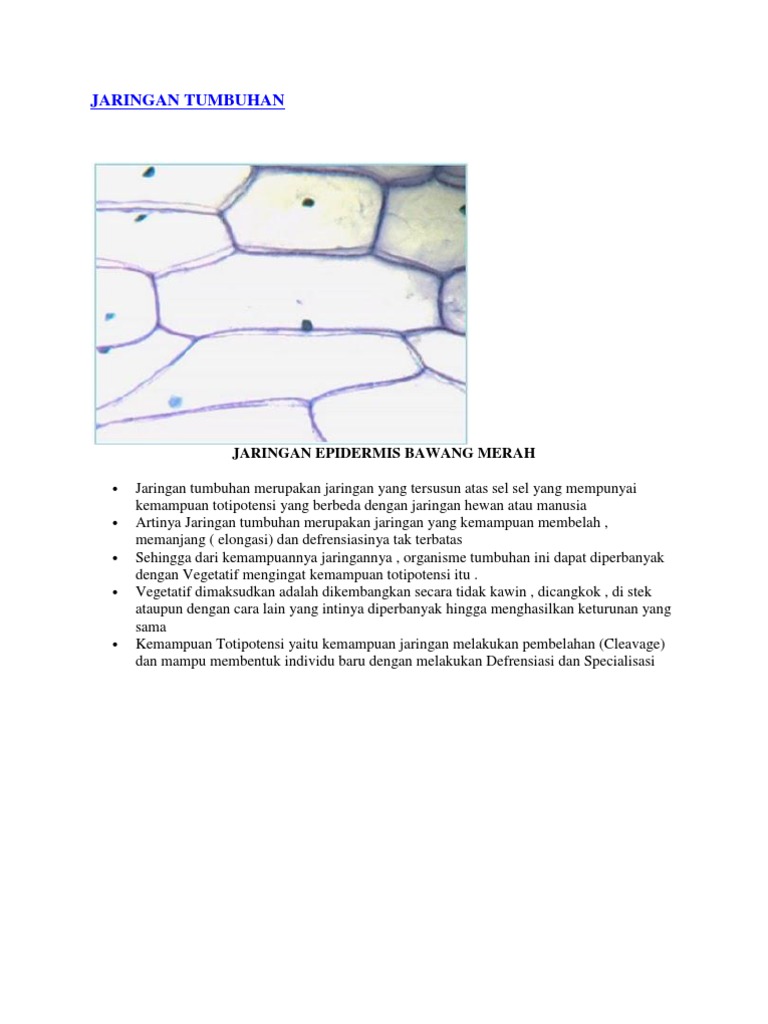 Jaringan Tumbuhan 5