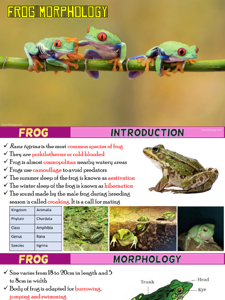 Frog Anatomy Class 11 | PDF