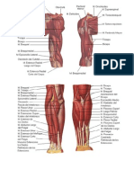 Músculos Del Miembro Superior