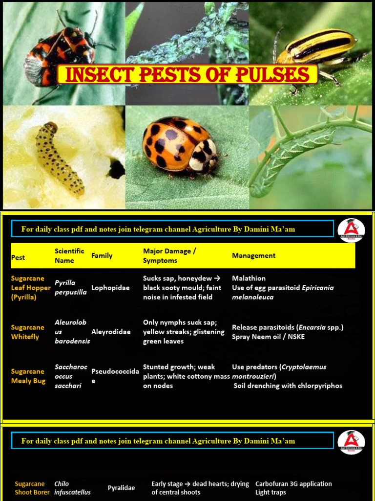 Insect Pests of Pulses: Identification & Management | PDF | Pest ...