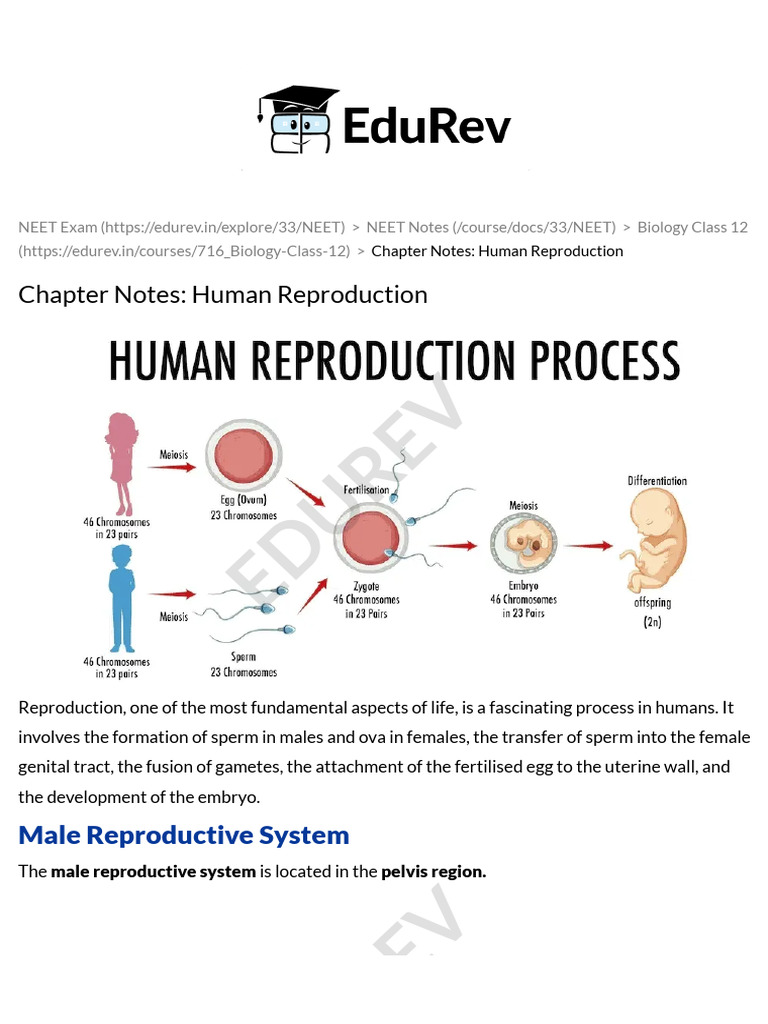 NEET Biology: Human Reproduction Notes | PDF | Menstrual Cycle ...