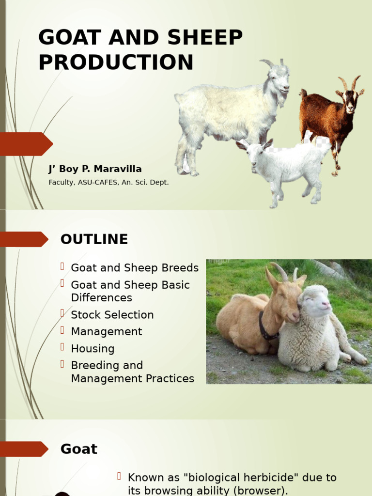 Goat and Sheep Production Guide | PDF | Sheep | Goat