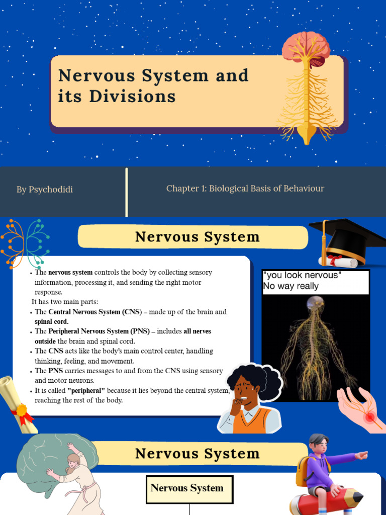 Nervous System Overview and Functions | PDF | Central Nervous System ...