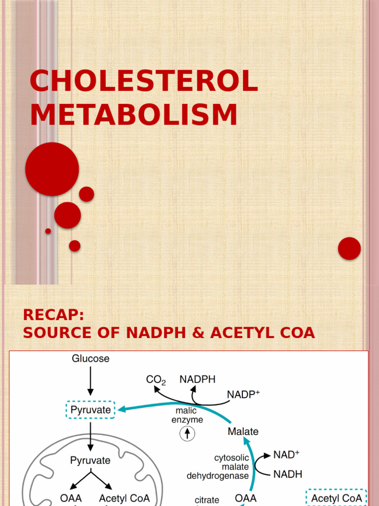 Lipid Metab Lec 4 - Cholesterol Metabolism | PDF | Cholesterol ...
