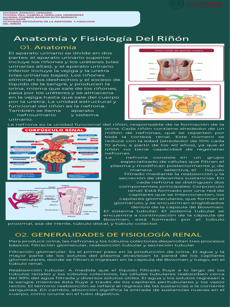Anatomía y fisiologia del riñón | PDF | Riñón | Sistema urinario