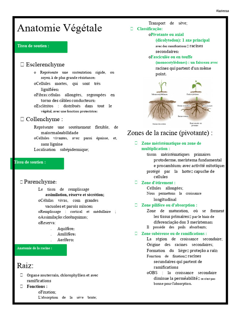 Anatomie et Types de Racines Végétales | PDF | Racine | Biologie