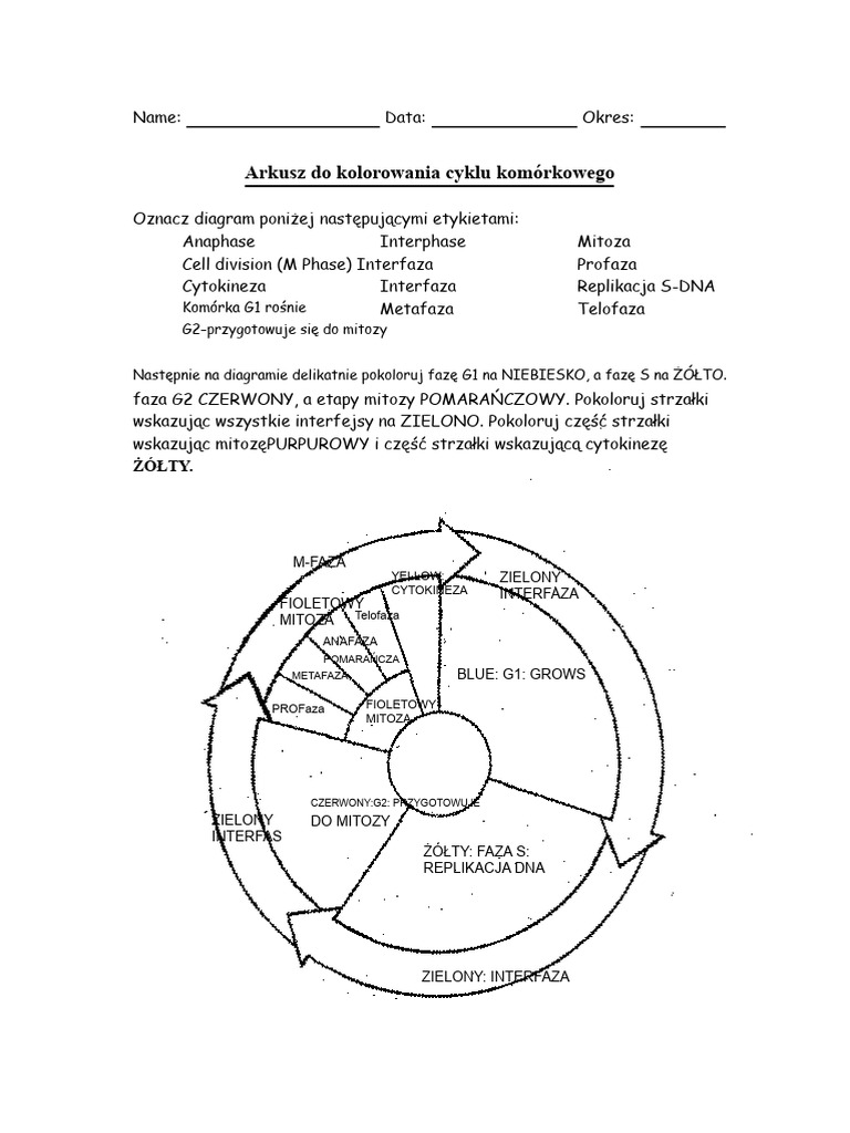 kolorowanie-cyklu-kom-rkowego-pdf