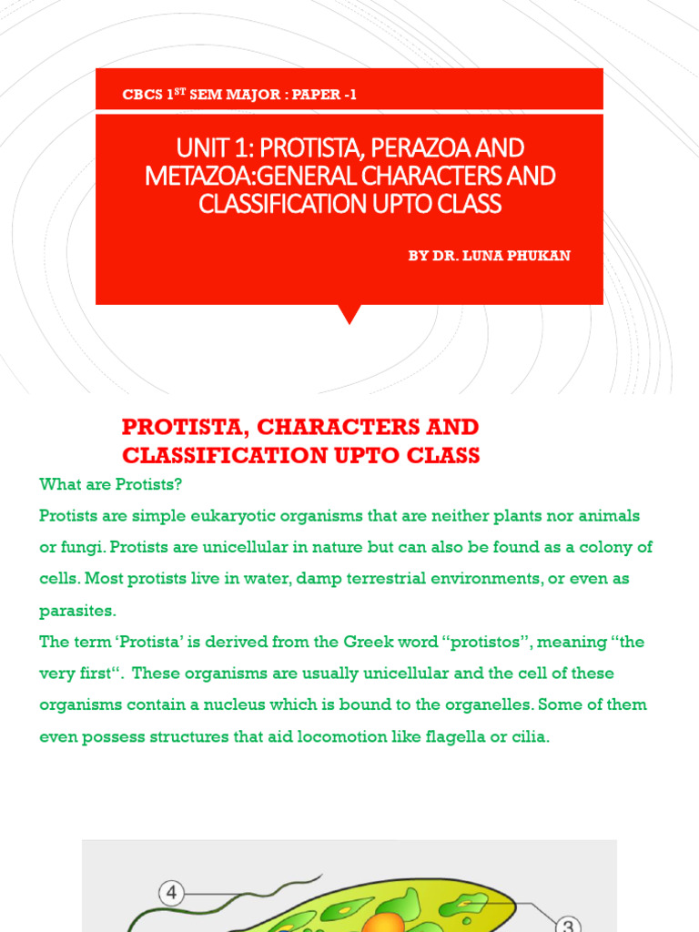 Intro Protists, Parazoa and Metazoa | PDF | Protozoa | Sponge
