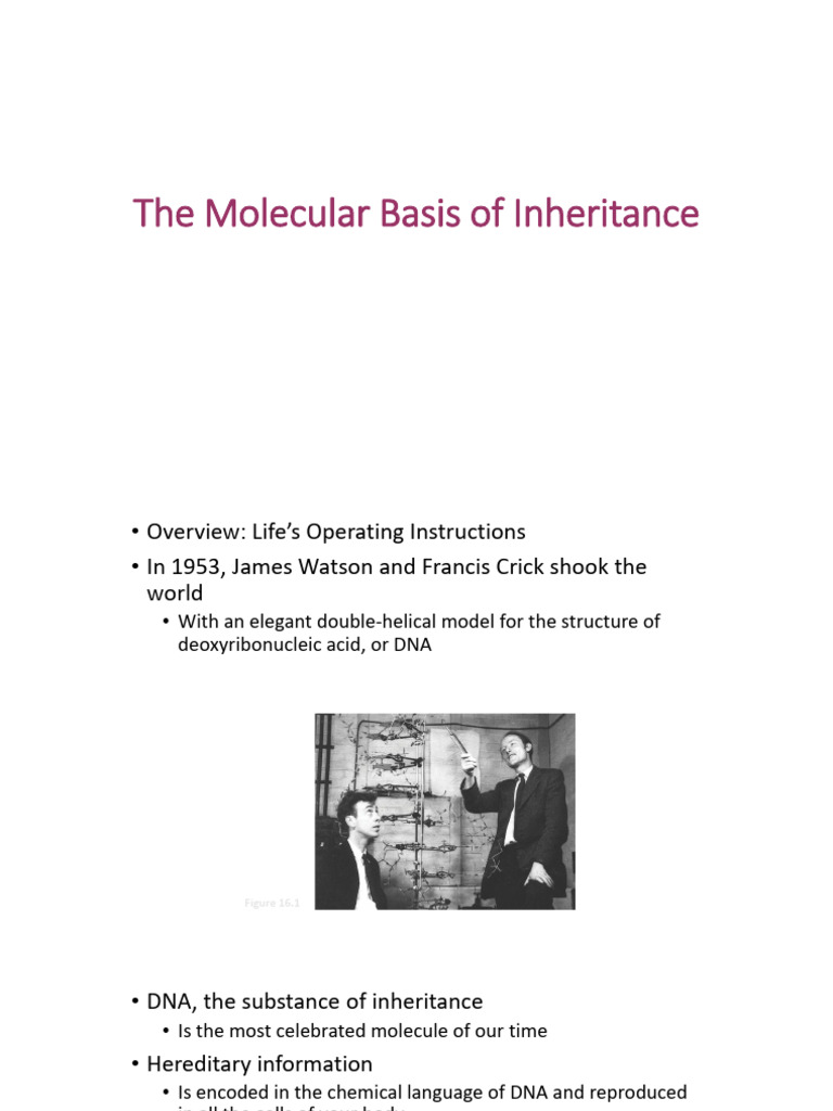 DNA: The Molecular Basis of Inheritance | PDF | Dna Replication ...