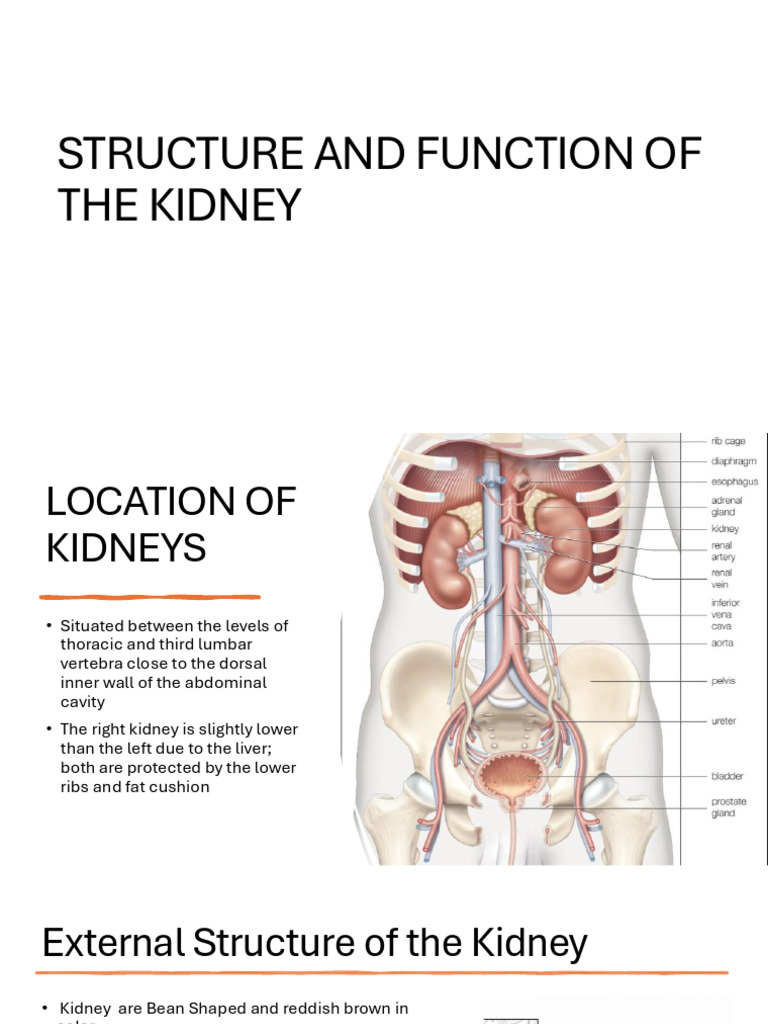 Kidney Structure and Function Explained | PDF | Kidney | Organ (Anatomy)