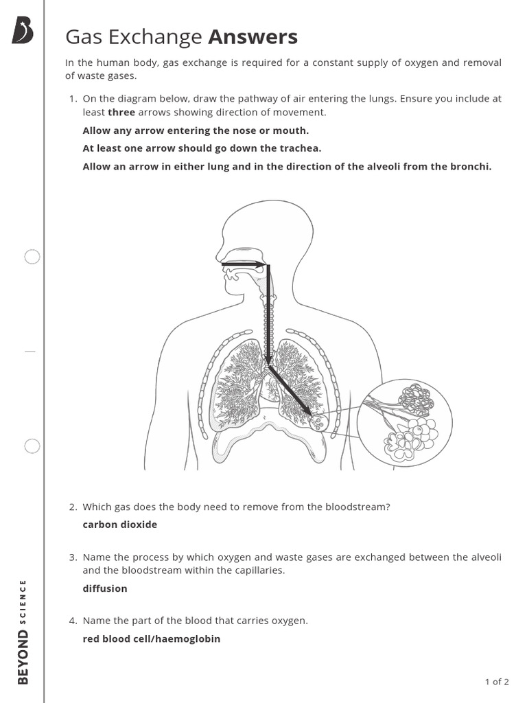 Gas Exchange in Human Lungs Explained | PDF