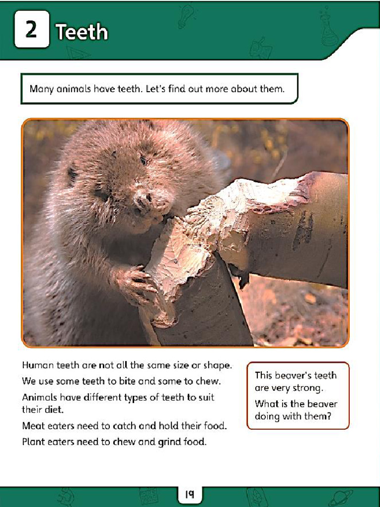 Teeth | PDF