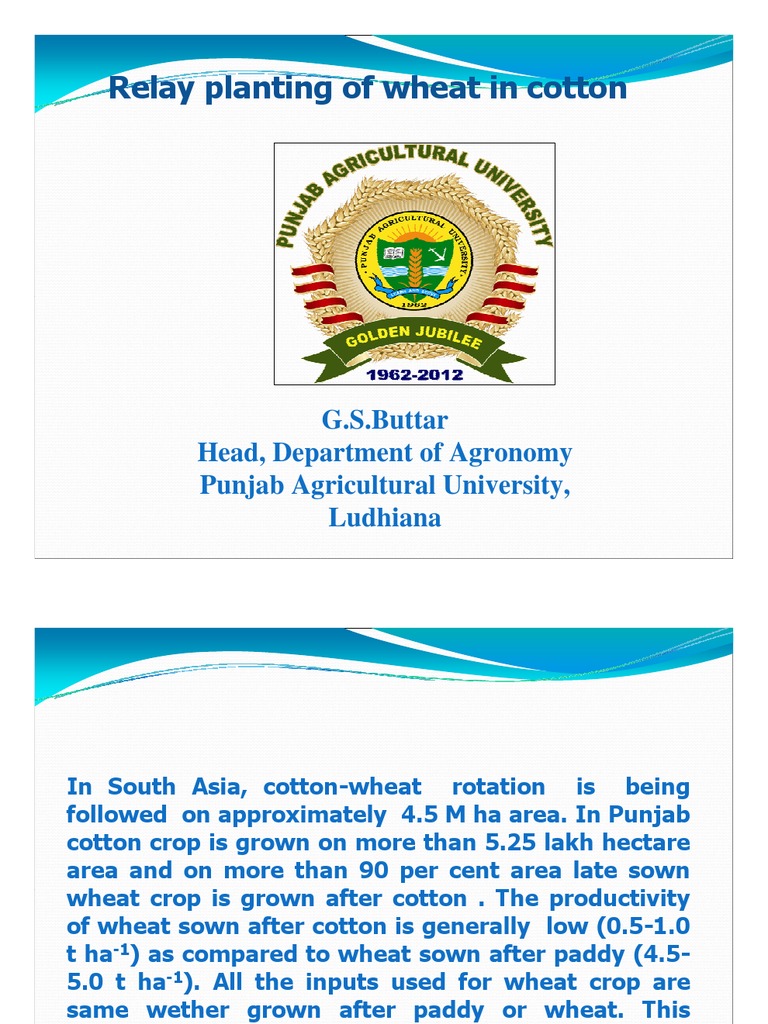 Relay Planting of Wheat in Cotton Dr. G.S.buttar Sowing Wheat