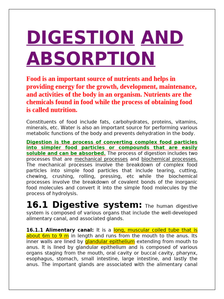 Human Digestive System Overview | PDF | Stomach | Small Intestine