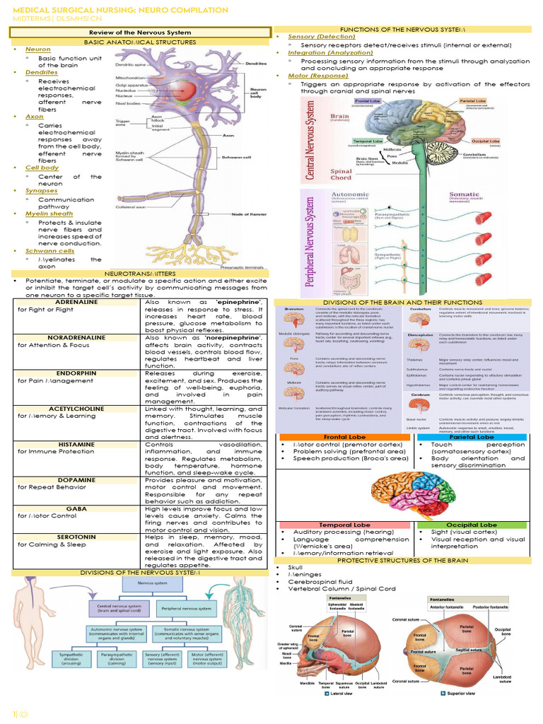 Overview of Nervous System Functions | PDF | Axon | Nervous System