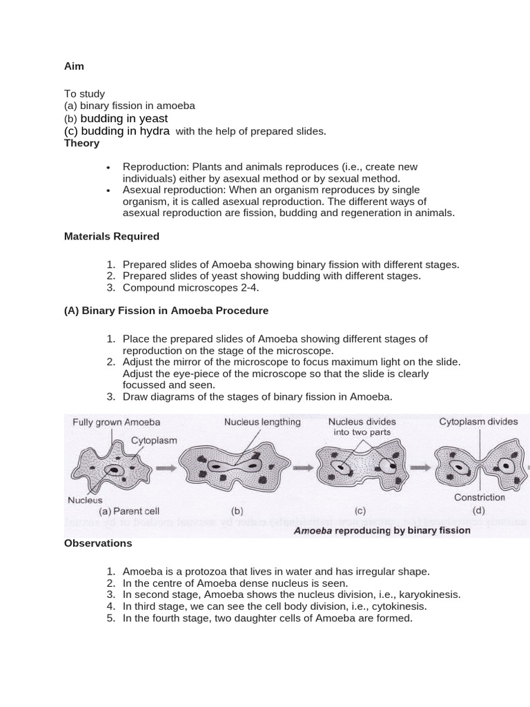 STD 10 Practical Binary Fission Budding | PDF | Reproduction | Cell ...