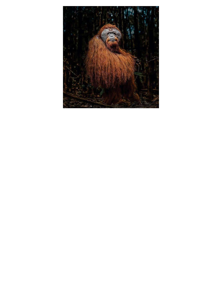 Monke | PDF