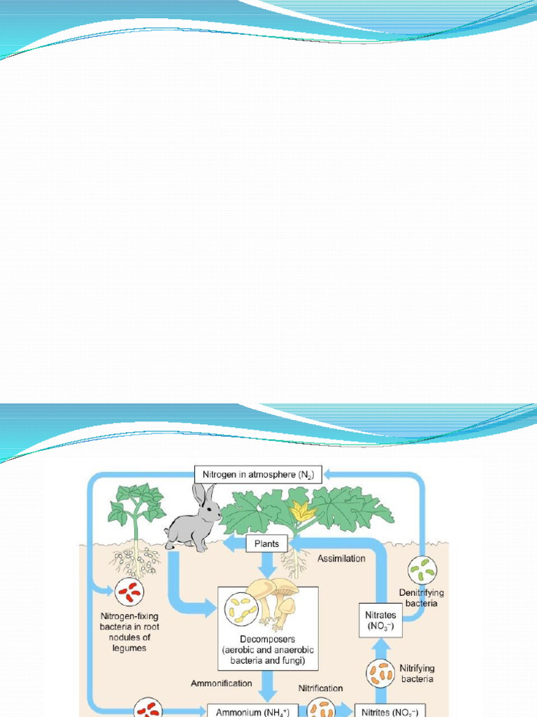 Understanding Biological Nitrogen Fixation | PDF | Nitrate | Legume