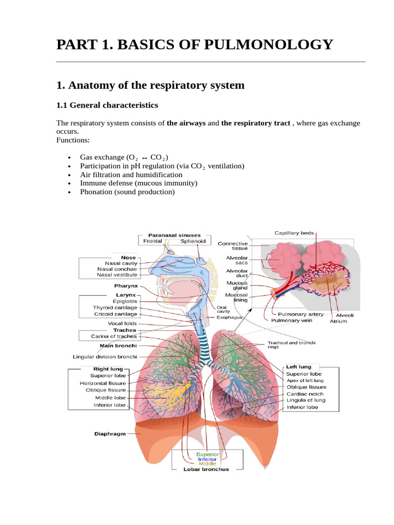 part 1 | PDF | Respiratory Tract | Lung