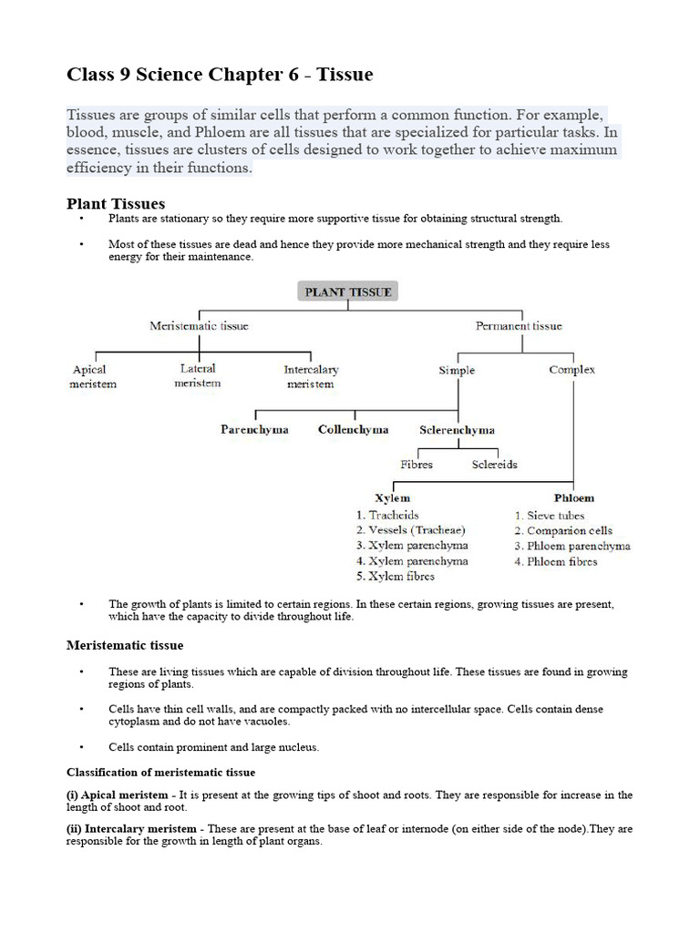 Tissues | PDF | Muscle | Tissue (Biology)