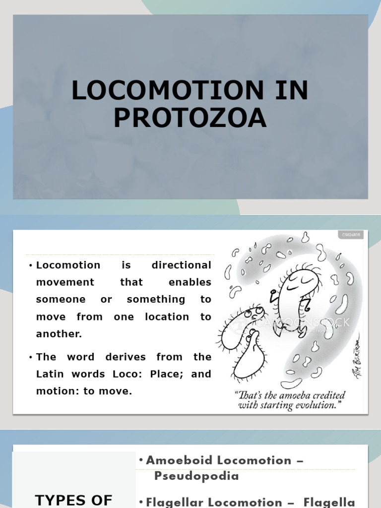 Types of Protozoan Locomotion Explained | PDF | Cell Anatomy | Biology