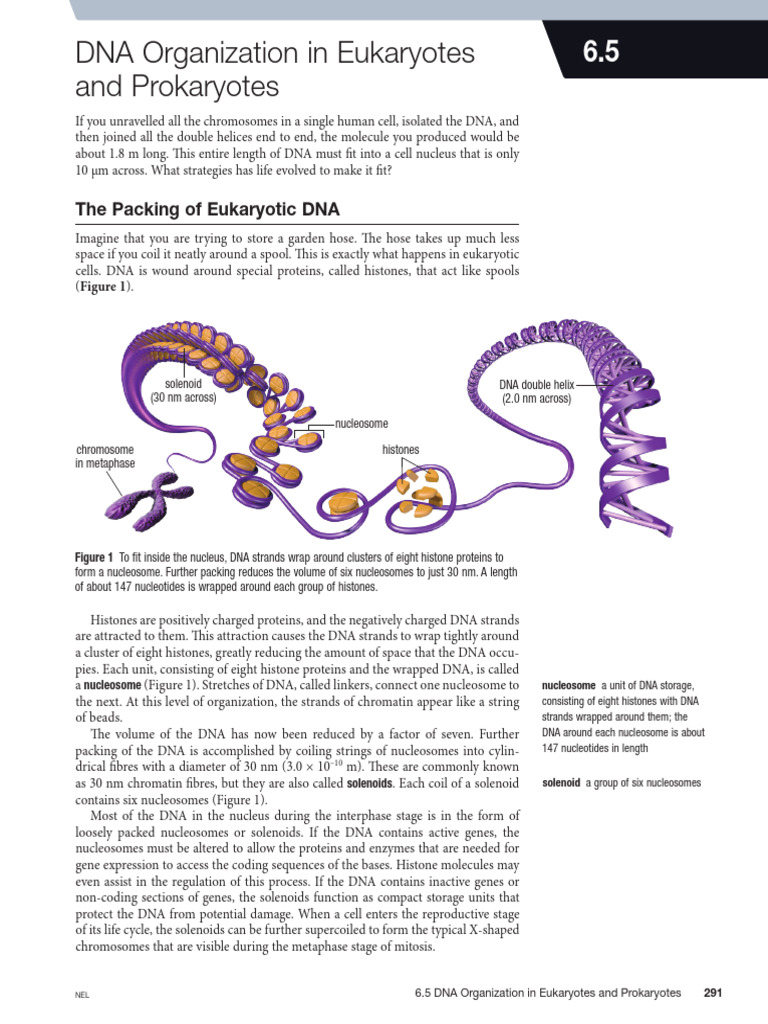 Bio12 c06 6 5 | PDF | Dna | Dna Replication