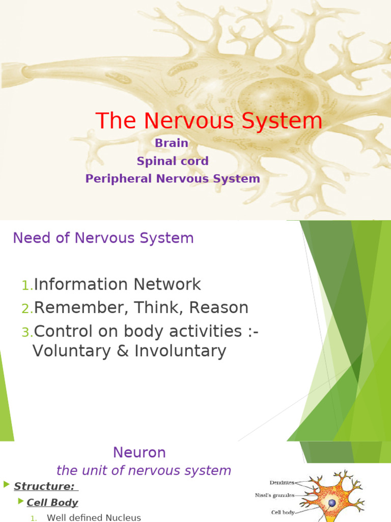 Overview of the Nervous System | PDF | Neuron | Cerebrum
