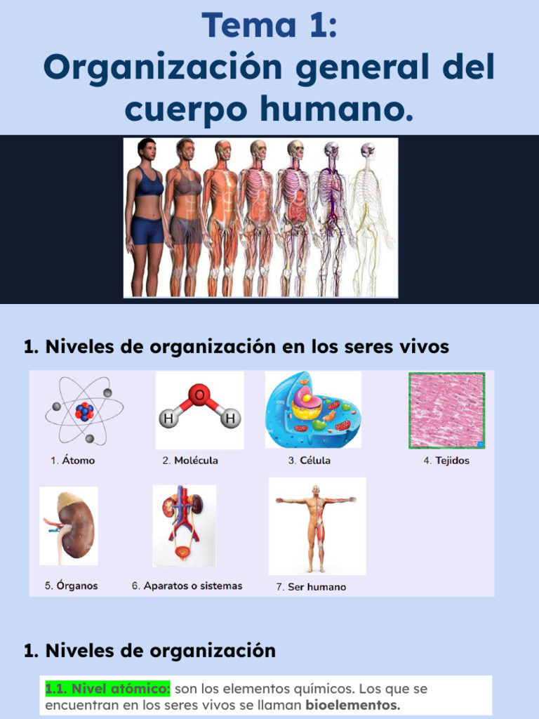 Tema 1 - Organizacion Cuerpo Humano | PDF | Ciencias fisicas | Átomos