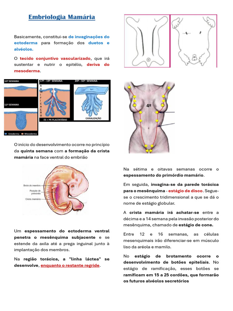 Desenvolvimento e Anatomia da Mama | PDF | Seio | Câncer de mama
