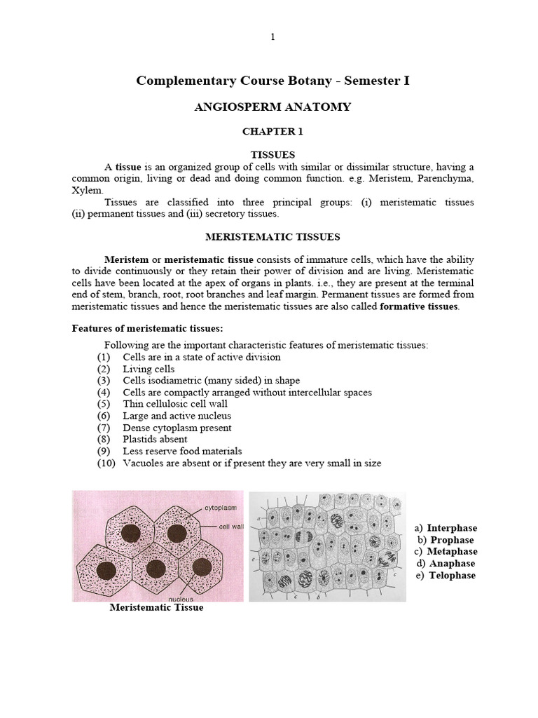 Angiosperm Anatomy: Meristematic Tissues | PDF | Plant Stem | Tissue ...
