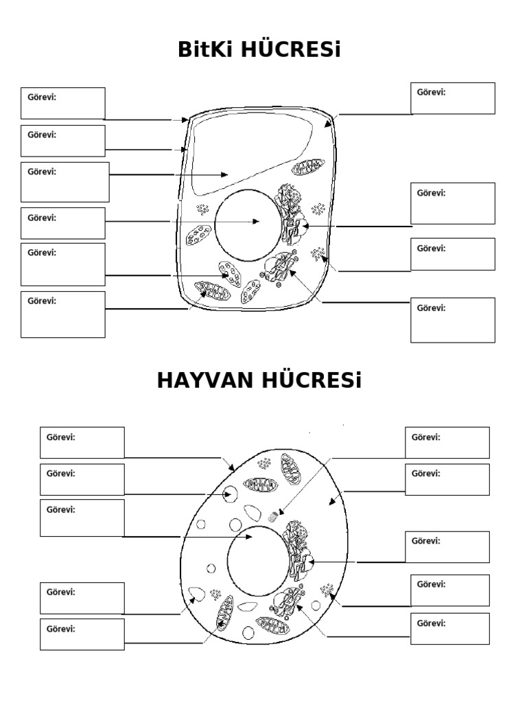 Bitki Ve Hayvan Hucresi Etkinlik | PDF