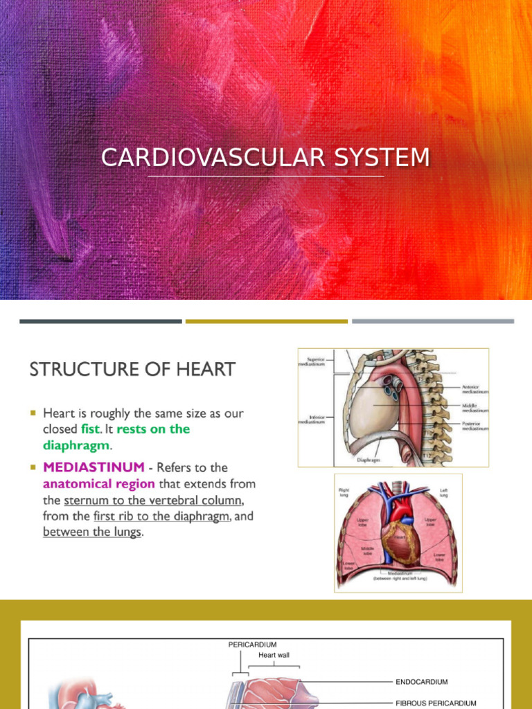 Anatomy and Function of the Heart | PDF | Heart Valve | Heart
