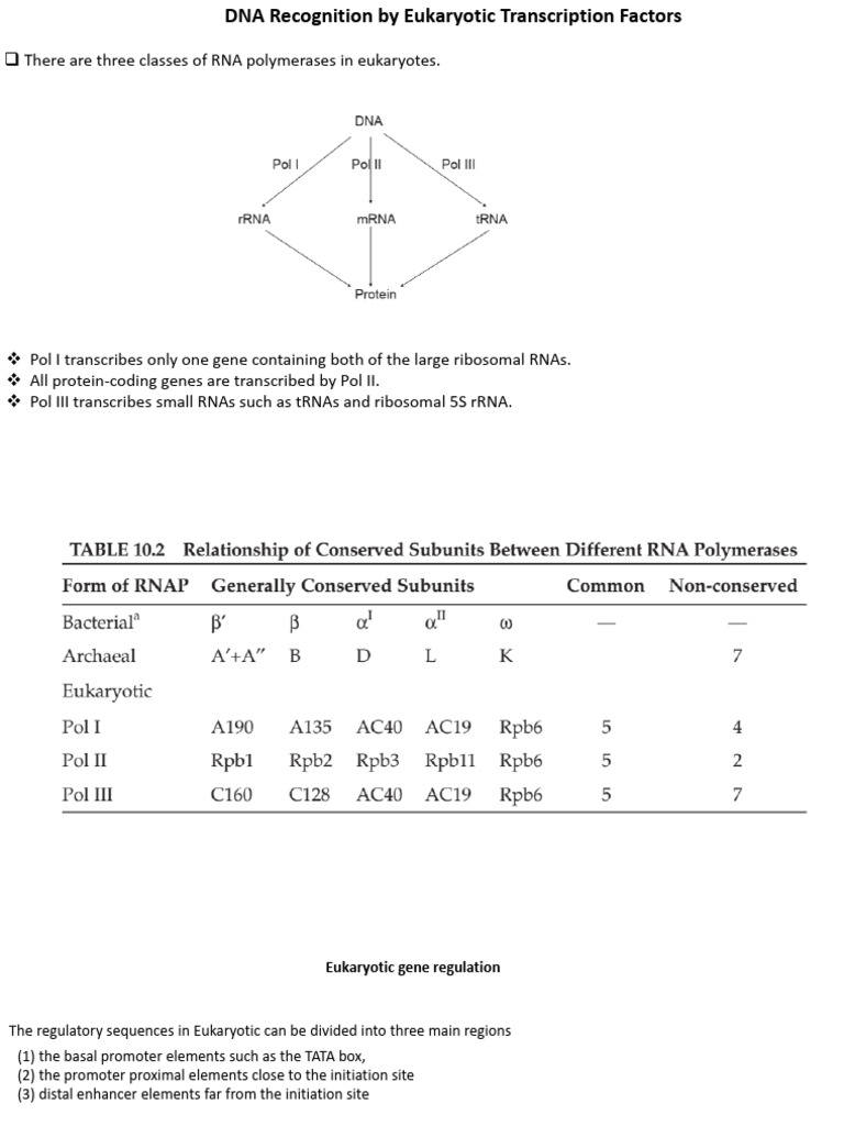 Eukaryotic Transcription Factor DNA Recognition | PDF | Promoter ...
