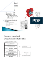 Neuro Anatomia