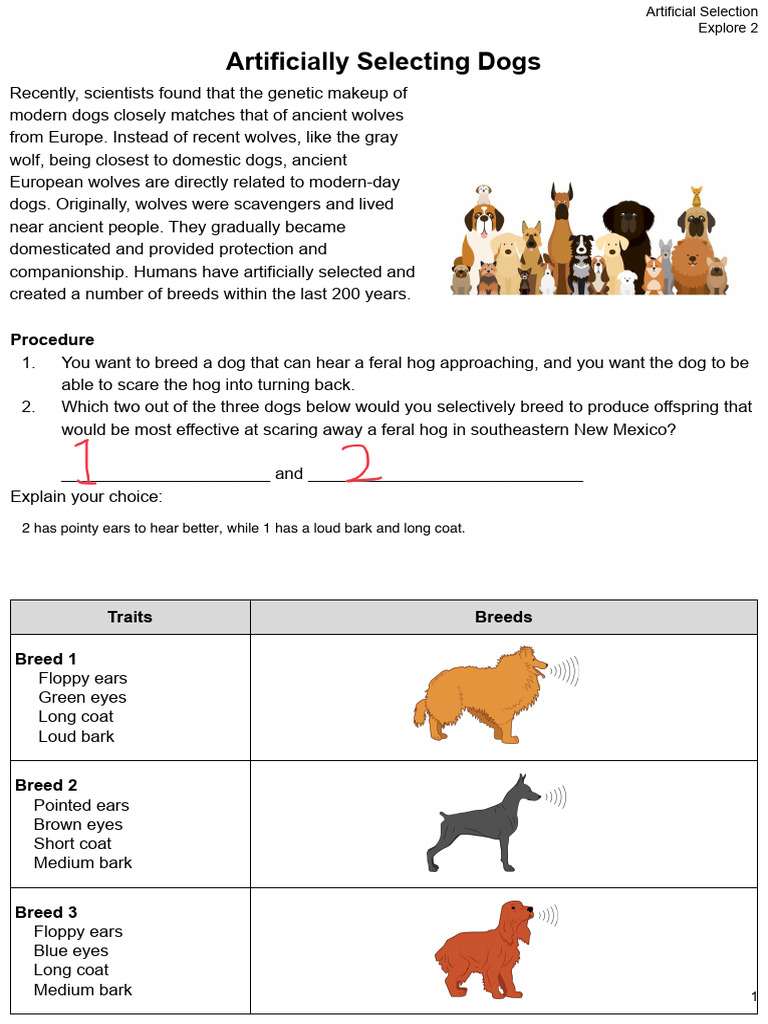 Selective Breeding for Dog Traits | PDF | Dogs | Dog Breeds