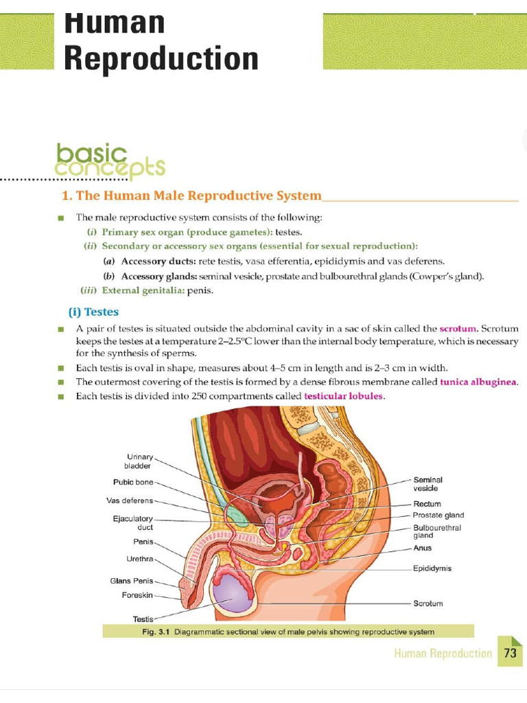 Chapter - 3 Human Reproduction | PDF