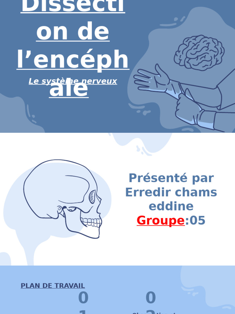 Dissection de l'encéphale : Guide pratique | PDF | Système nerveux ...