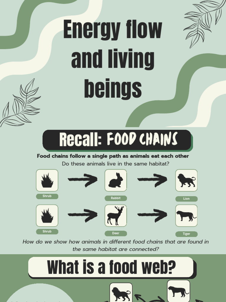 Understanding Energy Flow in Ecosystems | PDF | Foods | Food Web