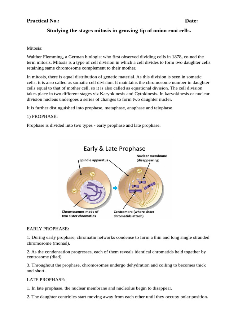 Mitosis Practical (2) | PDF | Mitosis | Cell Anatomy