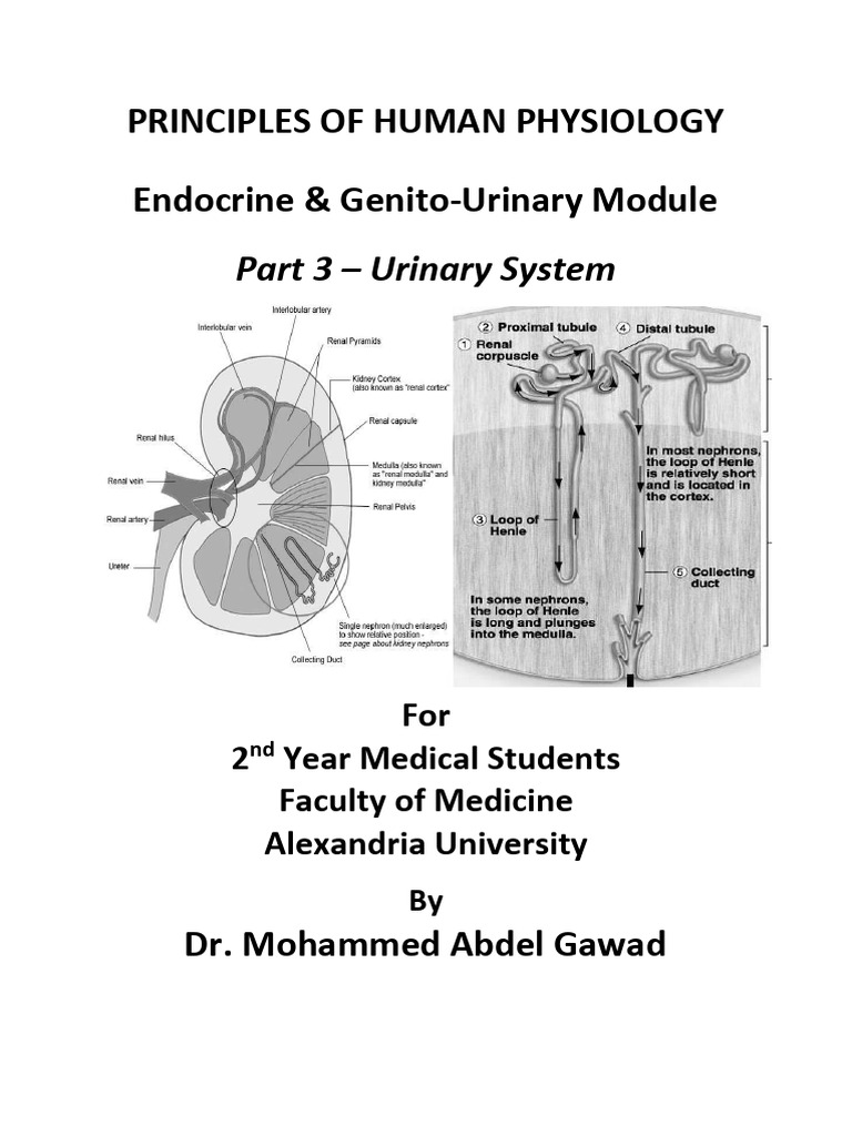 Understanding the Renal System Functions | PDF | Kidney | Physiology