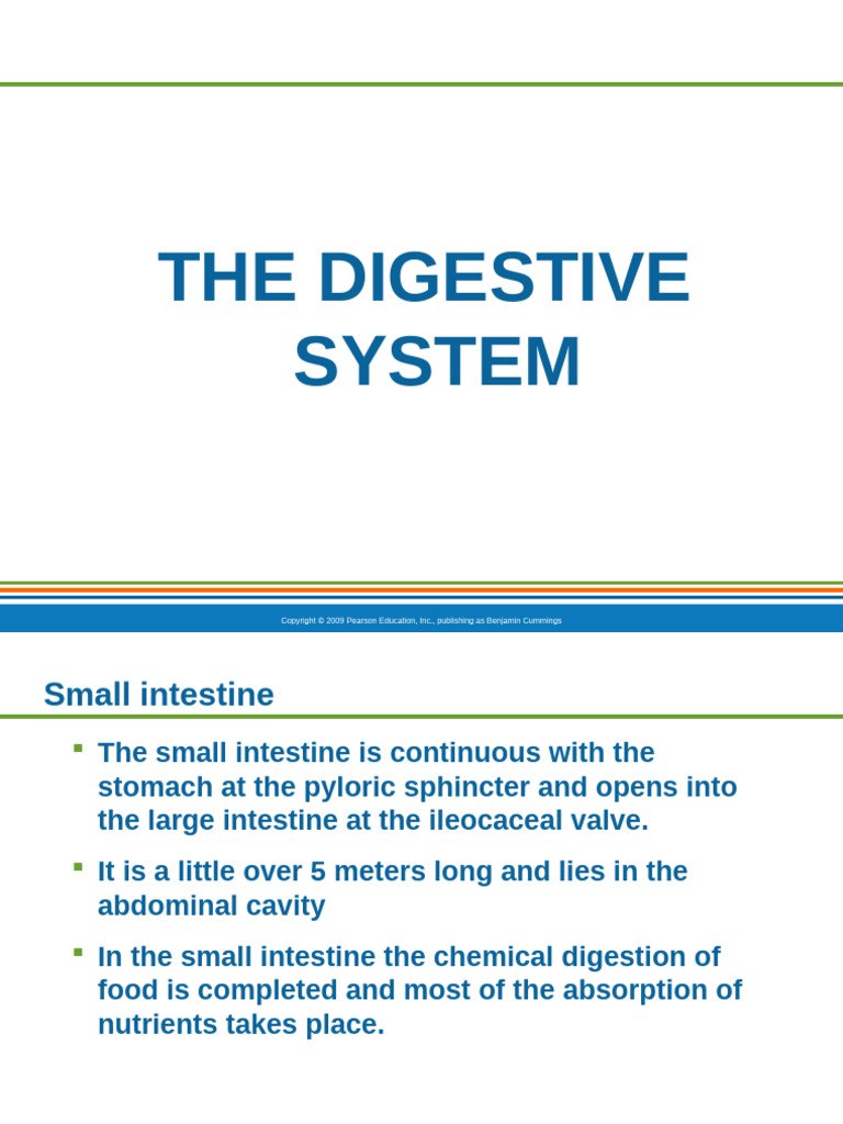 Anatomy and Functions of the Small Intestine | PDF | Pancreas | Small ...